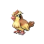 Pidgey