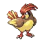 Pidgeotto